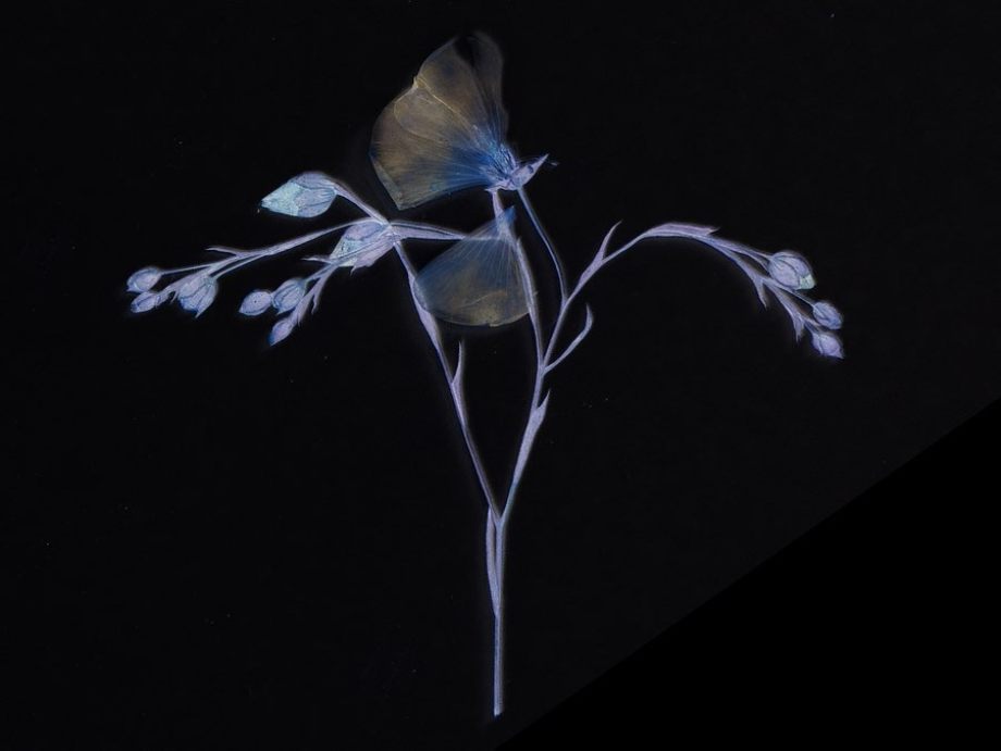 禅意的东方美学 ​​​​ | 摄影师Paul Cupido