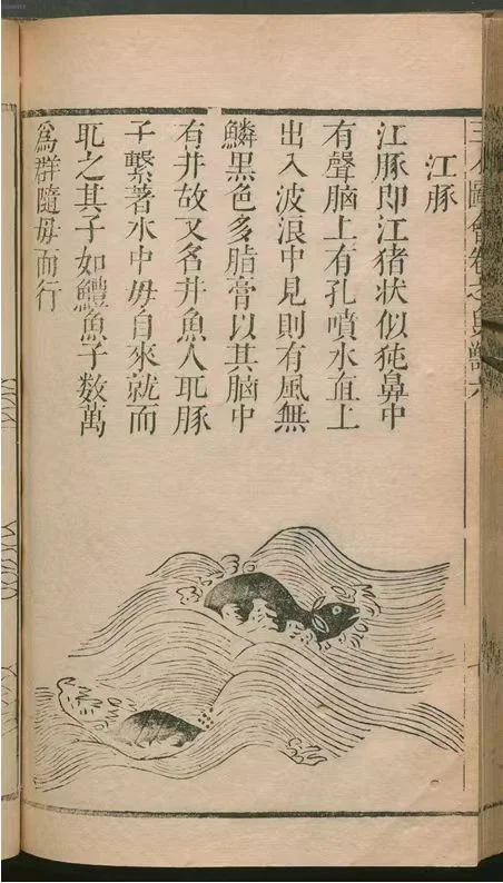 A Ming Dynasty woodblock-printed illustration from “Sancai Tuhui” (in English, Compendium of the Three Powers), compiled by Wang Qi (1573–1620), which is a 49-volume book of poems on birds and animals. This poem meticulously documents the Yangtze finless porpoise through morphological details, surfacing postures, and maternal care behaviors.“Sancai Tuhui,” compiled by Wang Qi (1573–1620) (CC BY-SA)