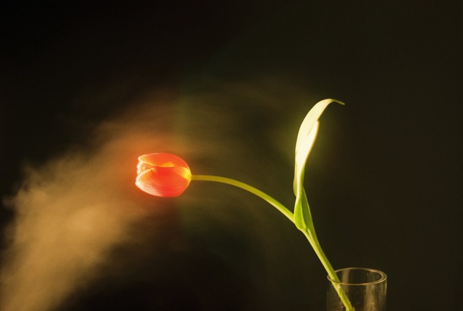 花儿 摄影师Jayden