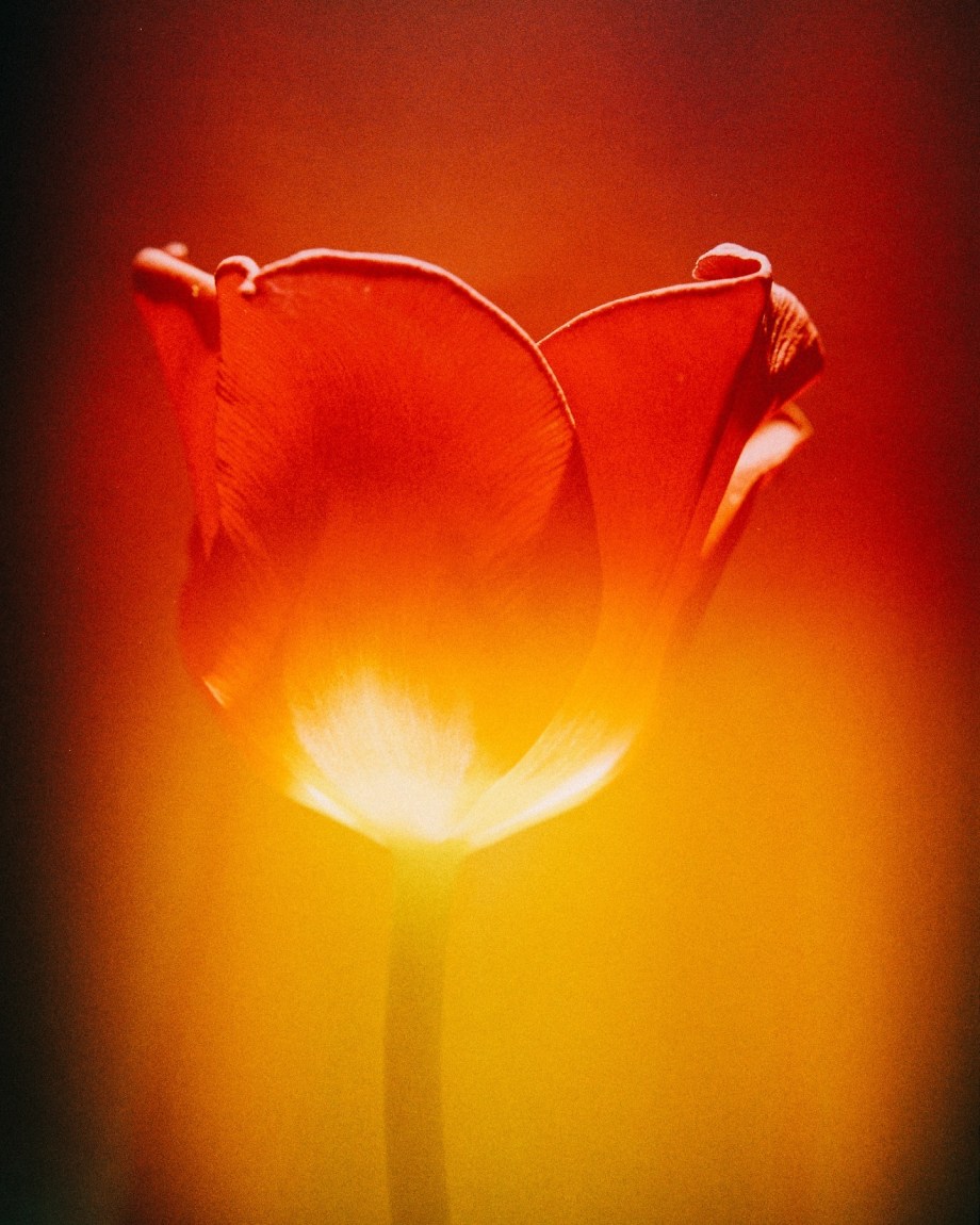 花儿 摄影师Jayden