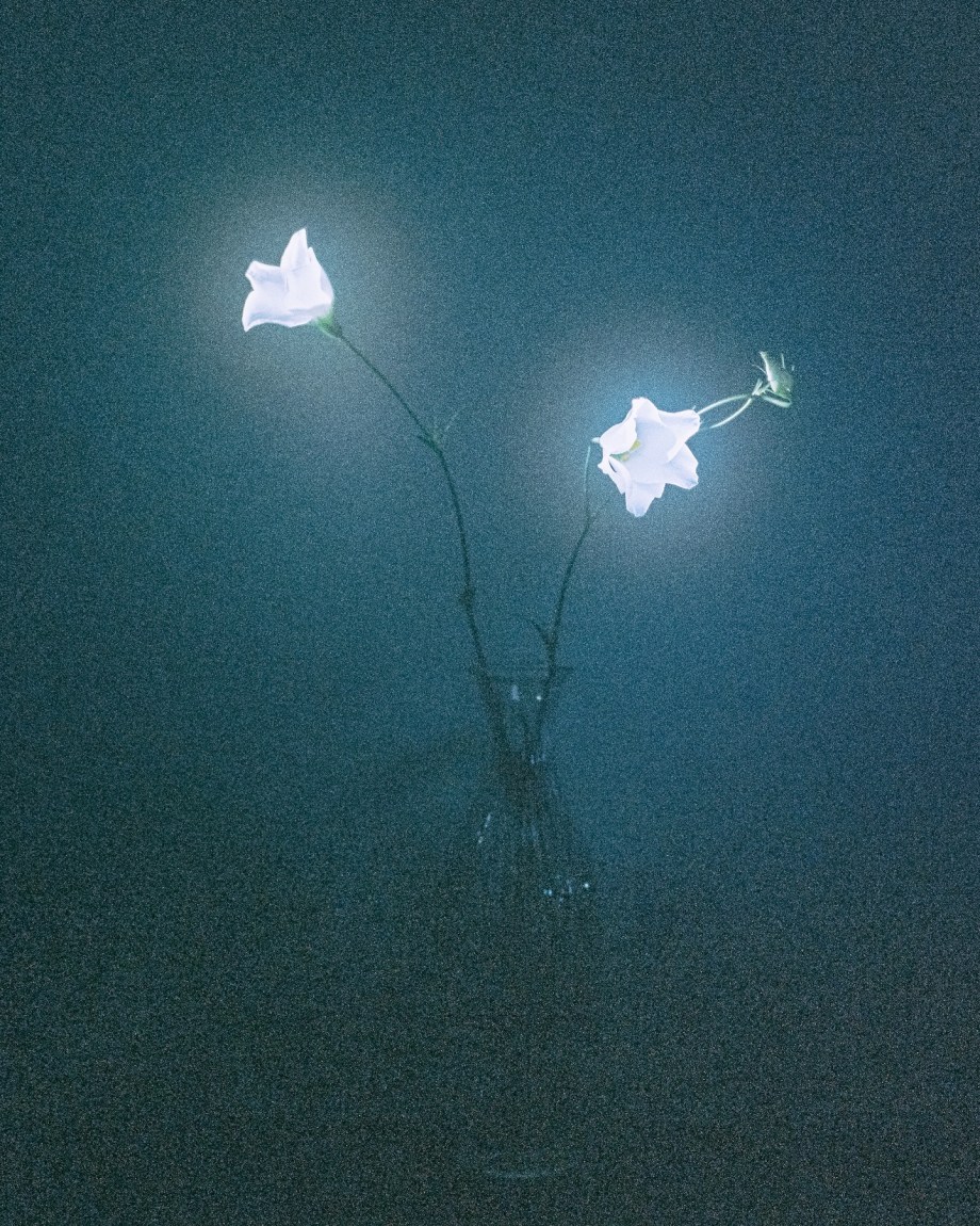 花儿 摄影师Jayden