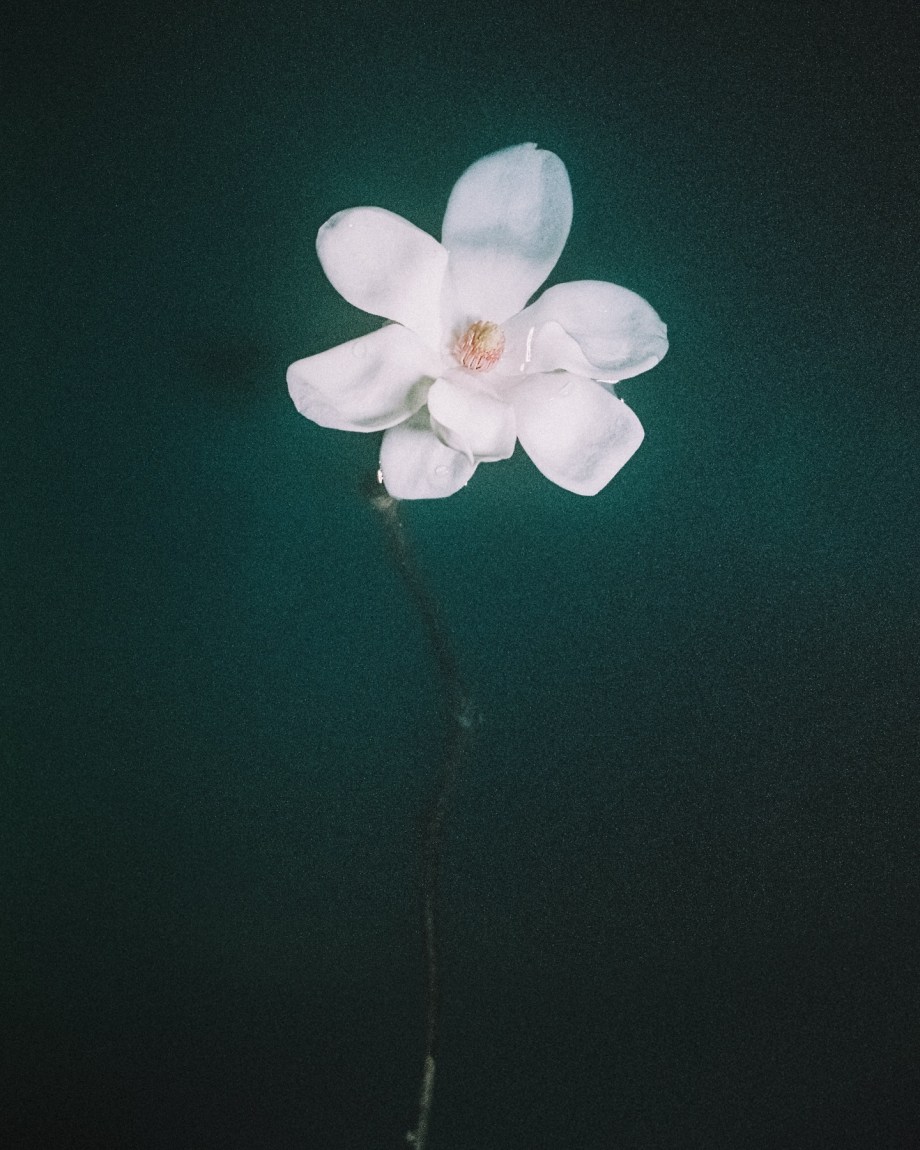 花儿
