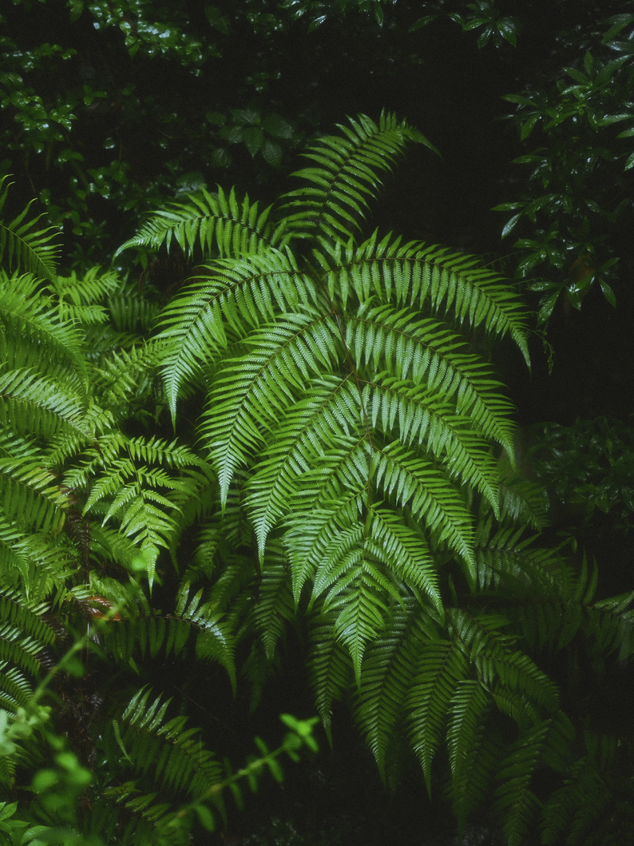 听见下雨的声音。