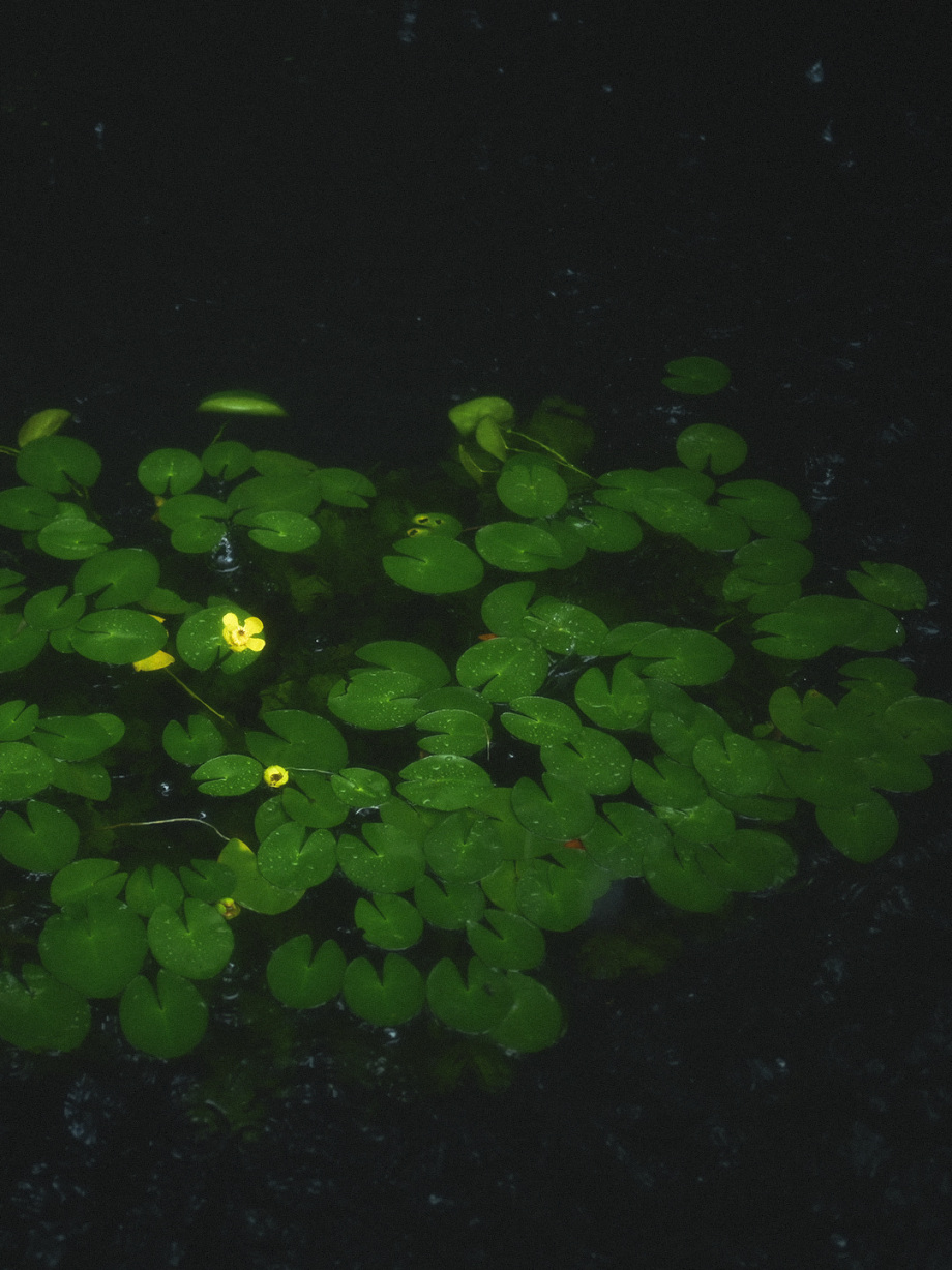 听见下雨的声音。