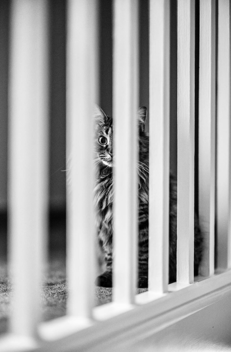 黑白摄影界的标志性人物、英国摄影师Alan Schaller镜头里的猫