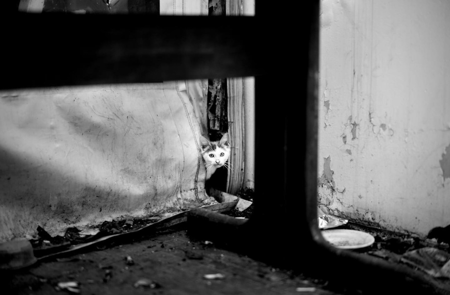 黑白摄影界的标志性人物、英国摄影师Alan Schaller镜头里的猫