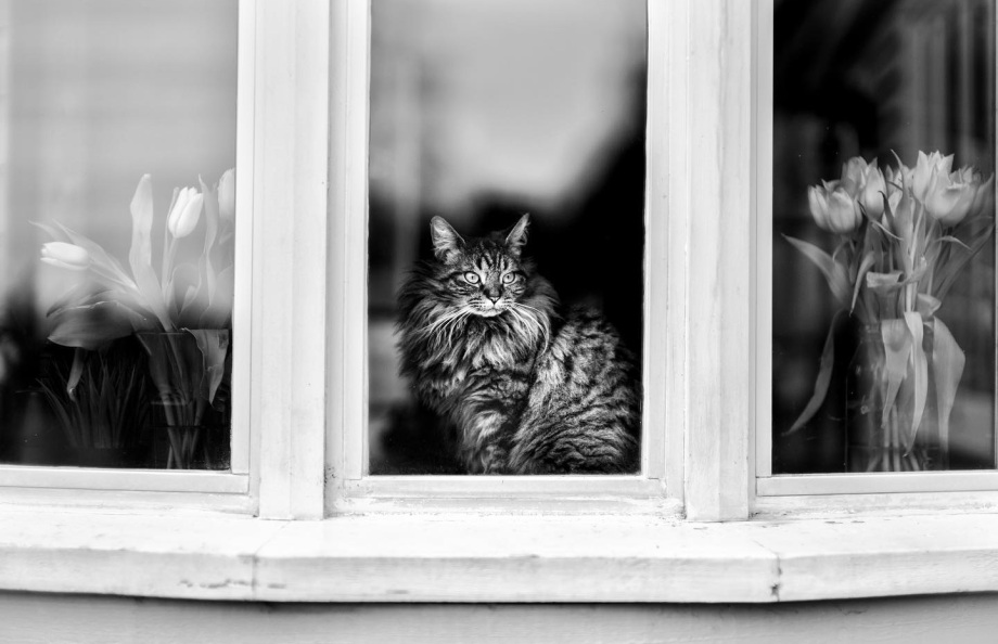 黑白摄影界的标志性人物、英国摄影师Alan Schaller镜头里的猫