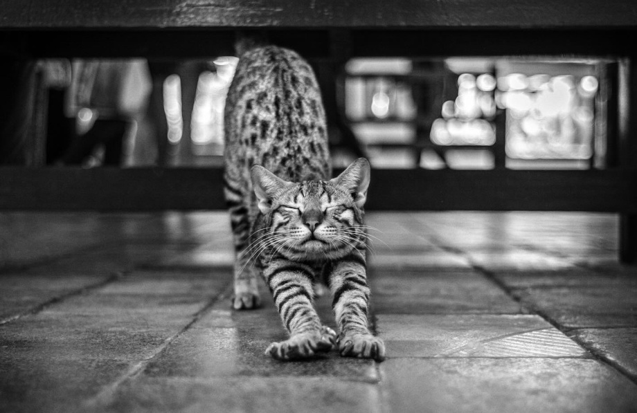 黑白摄影界的标志性人物、英国摄影师Alan Schaller镜头里的猫