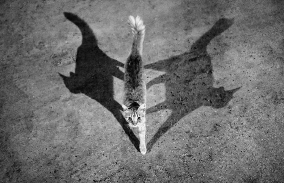 黑白摄影界的标志性人物、英国摄影师Alan Schaller镜头里的猫