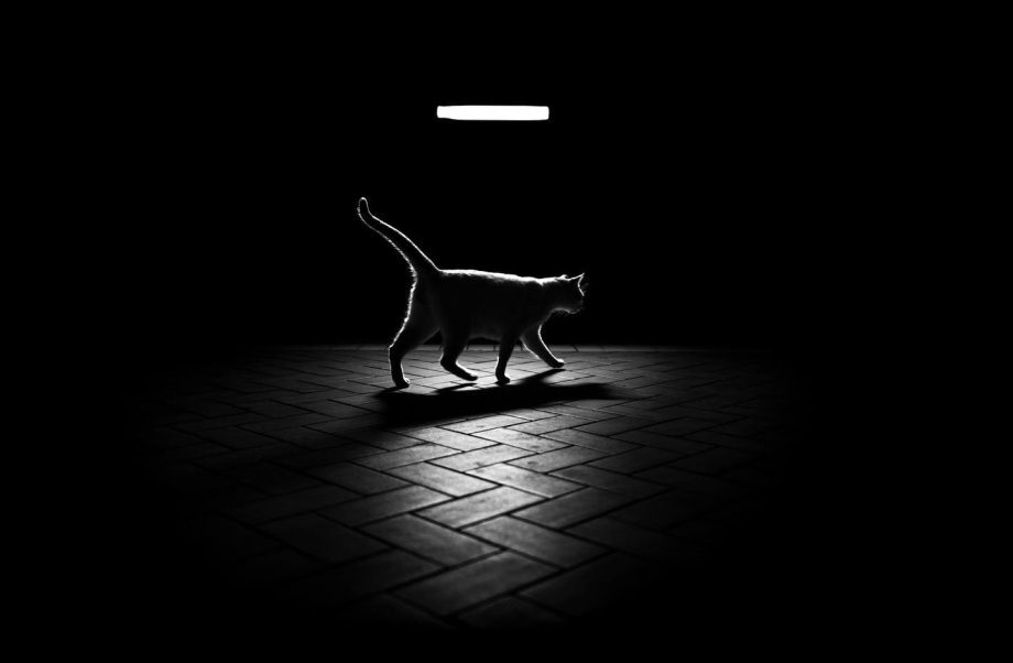 街头的猫