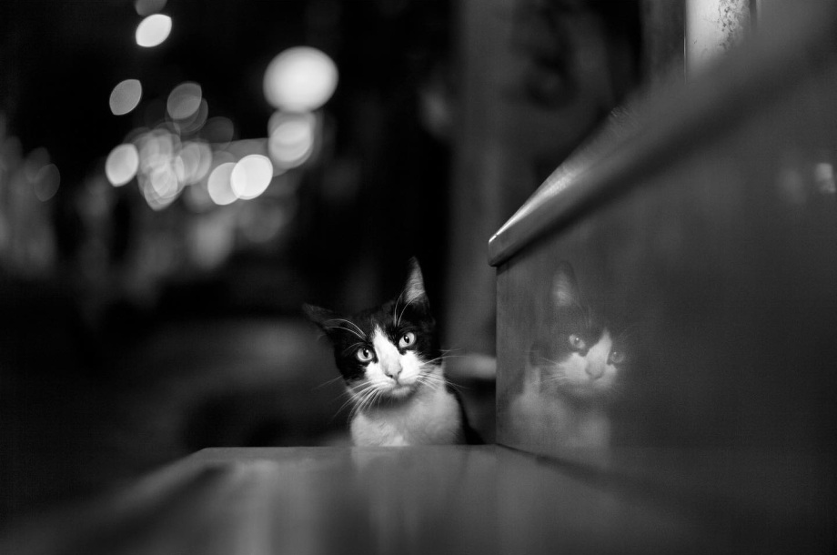 街头的猫