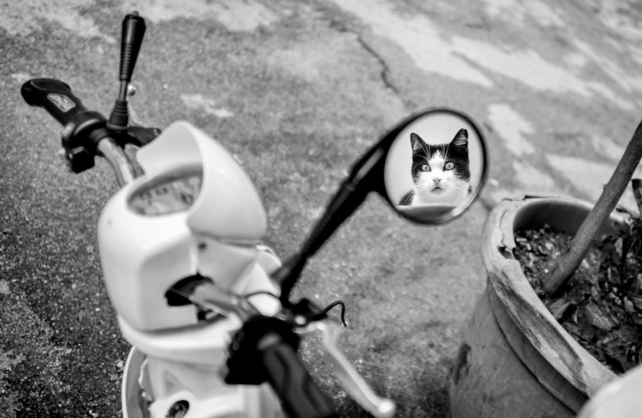 街头的猫