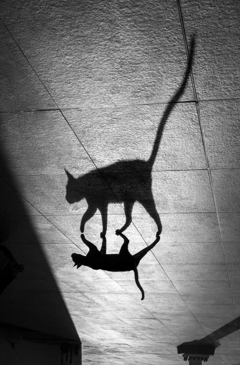 街头的猫