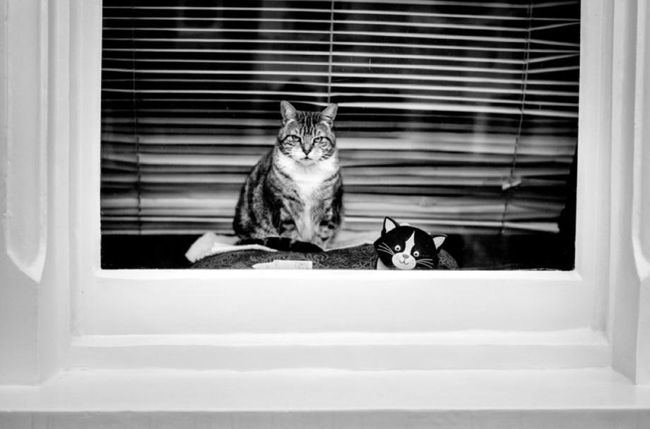 街头的猫