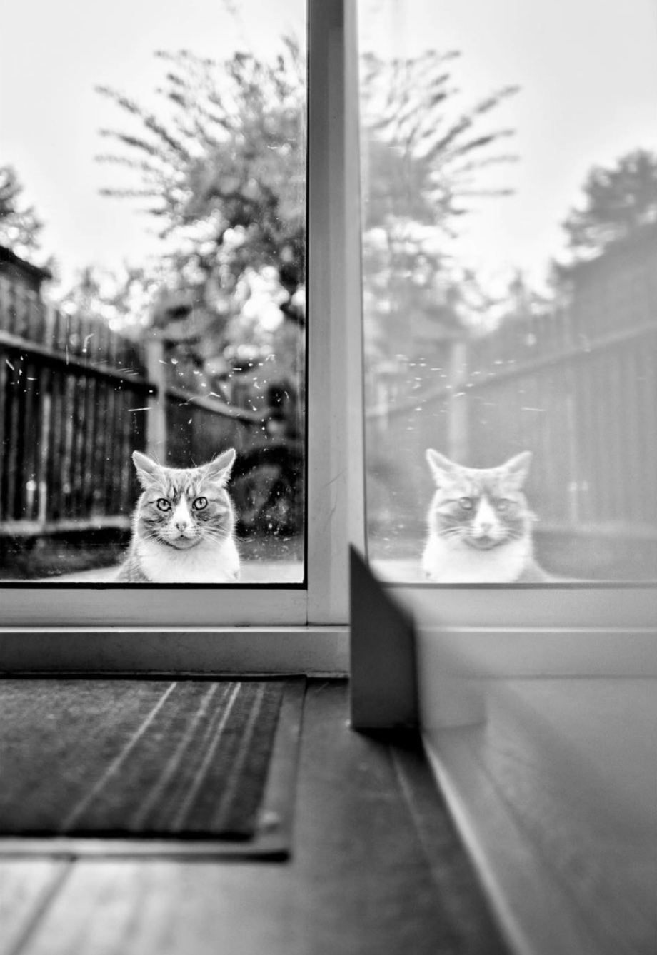 街头的猫