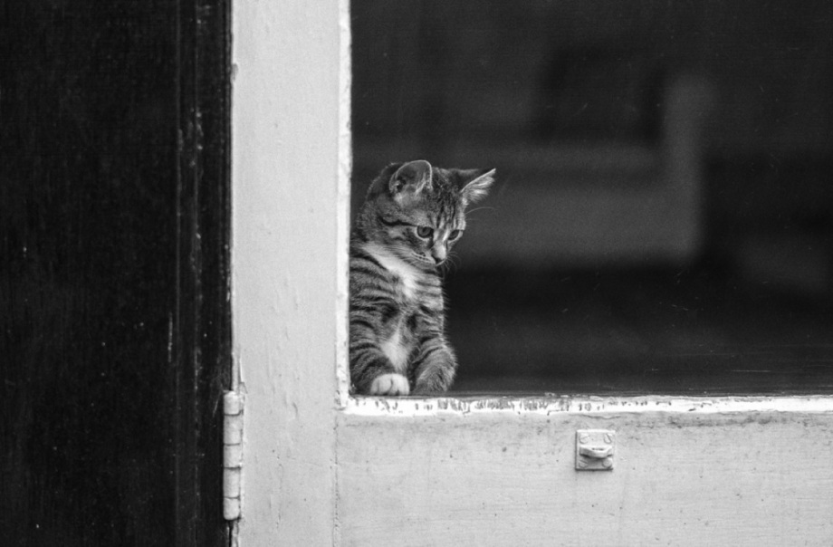 街头的猫