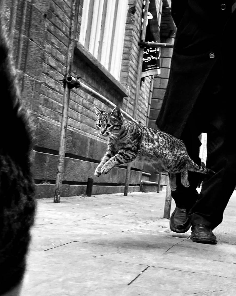猫的观察视角 | akbar mehrinezhad镜头里街头的猫