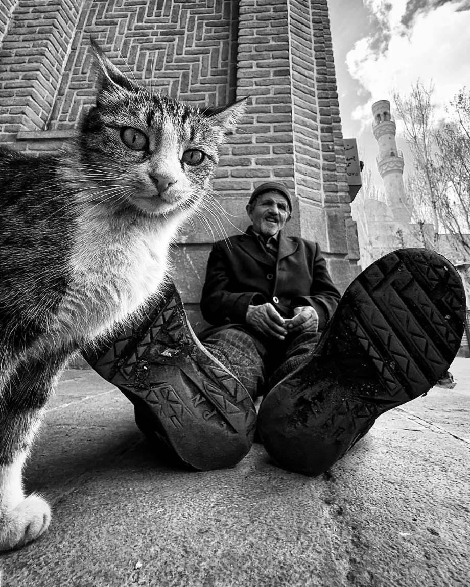 猫的观察视角 | akbar mehrinezhad镜头里街头的猫