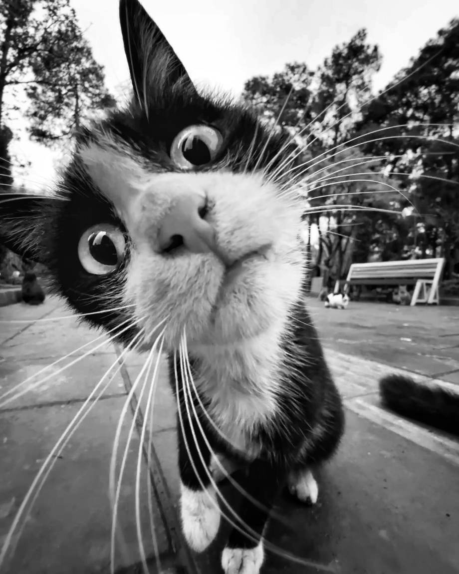 猫的观察视角 | akbar mehrinezhad镜头里街头的猫