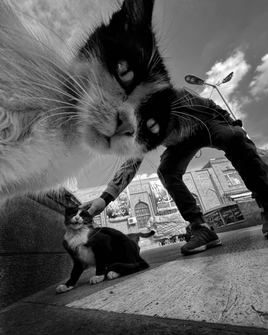 猫的观察视角 | akbar mehrinezhad镜头里街头的猫