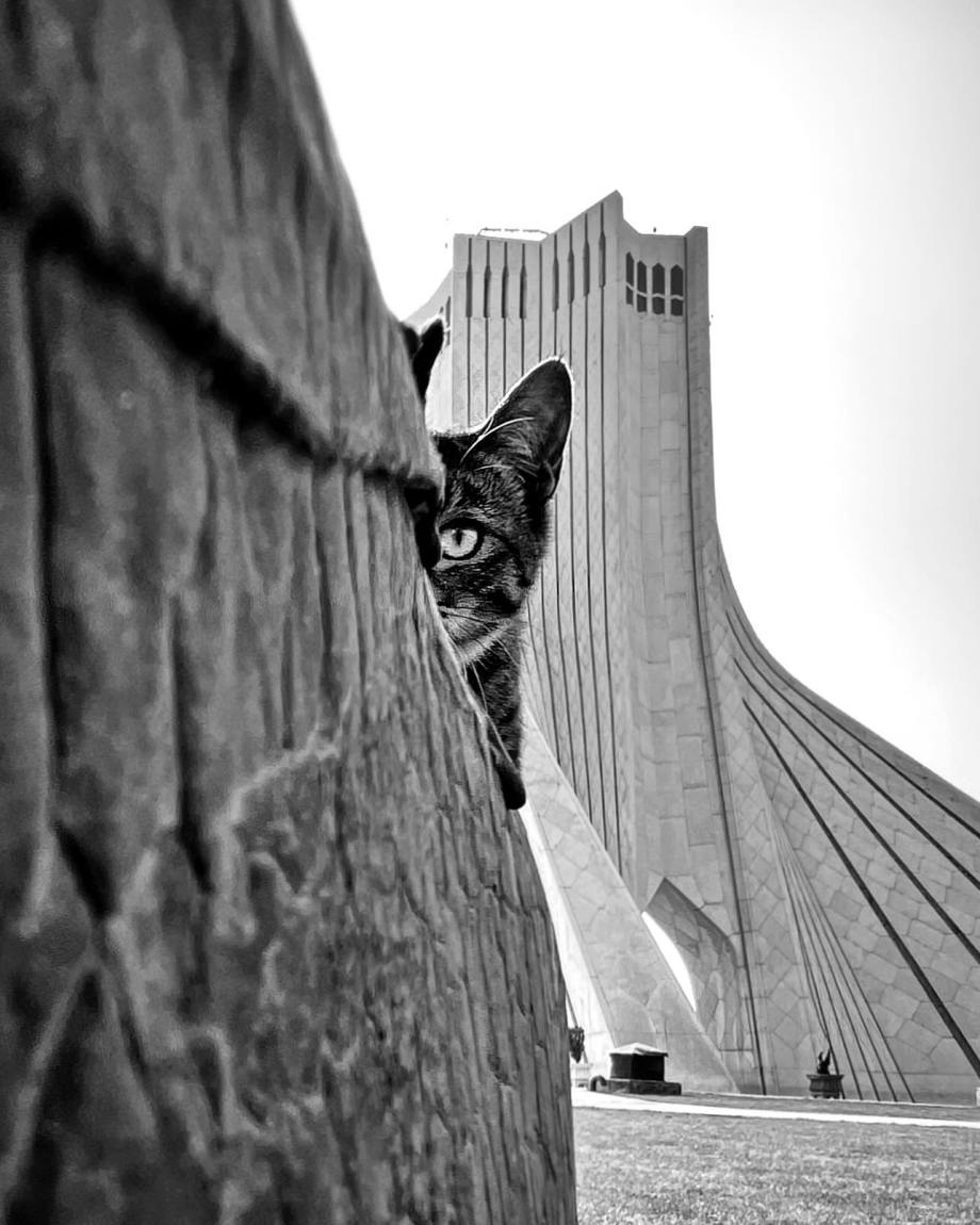 猫的观察视角 | akbar mehrinezhad镜头里街头的猫