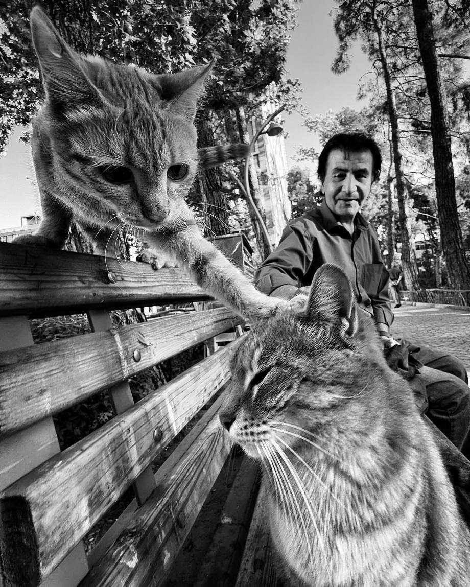 猫的观察视角 | akbar mehrinezhad镜头里街头的猫