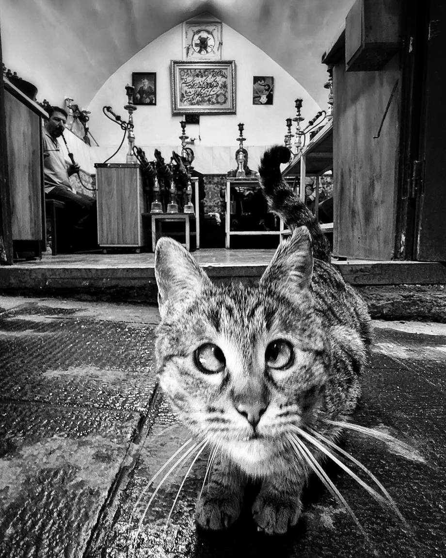 猫的观察视角 | akbar mehrinezhad镜头里街头的猫