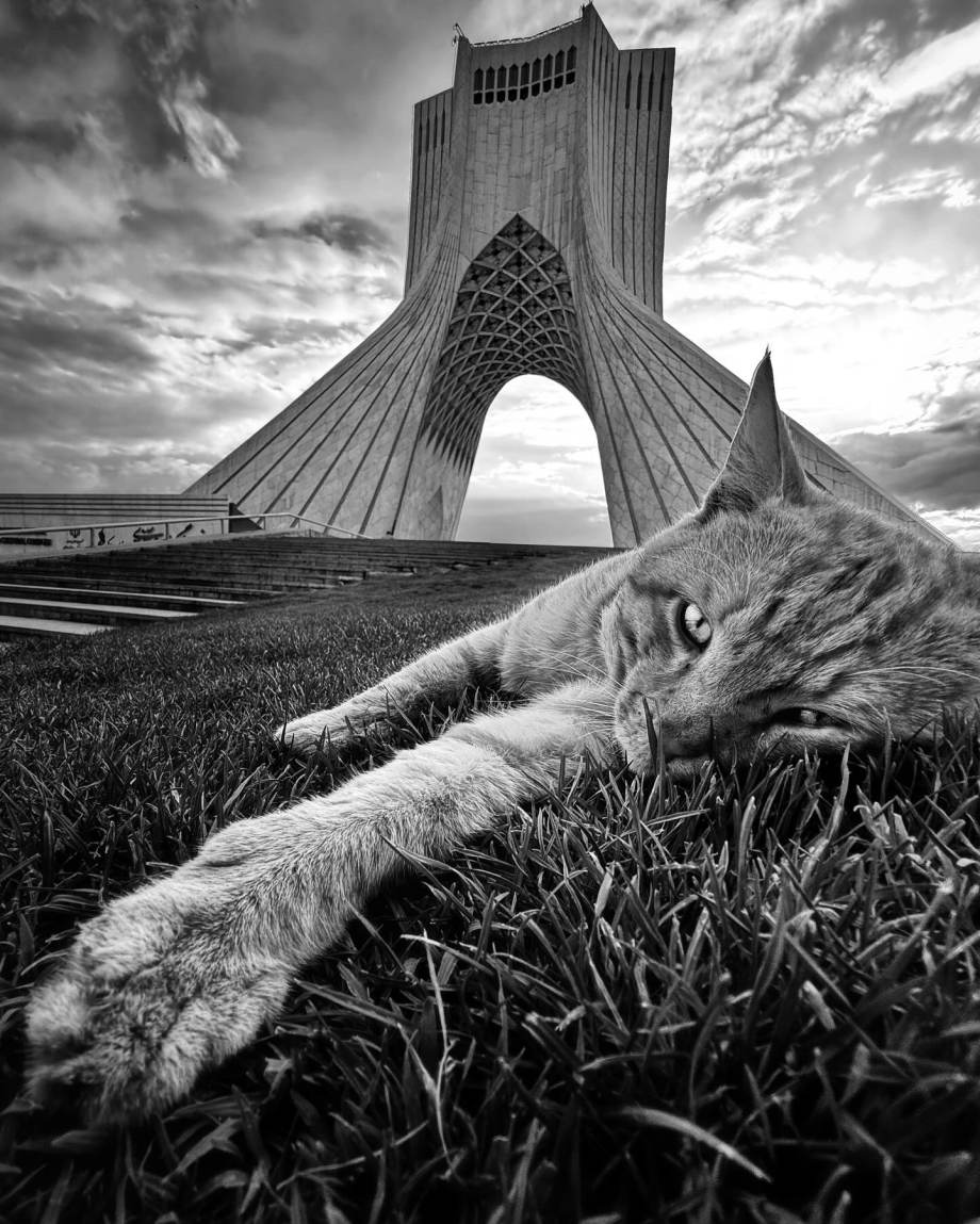 猫的观察视角 | akbar mehrinezhad镜头里街头的猫