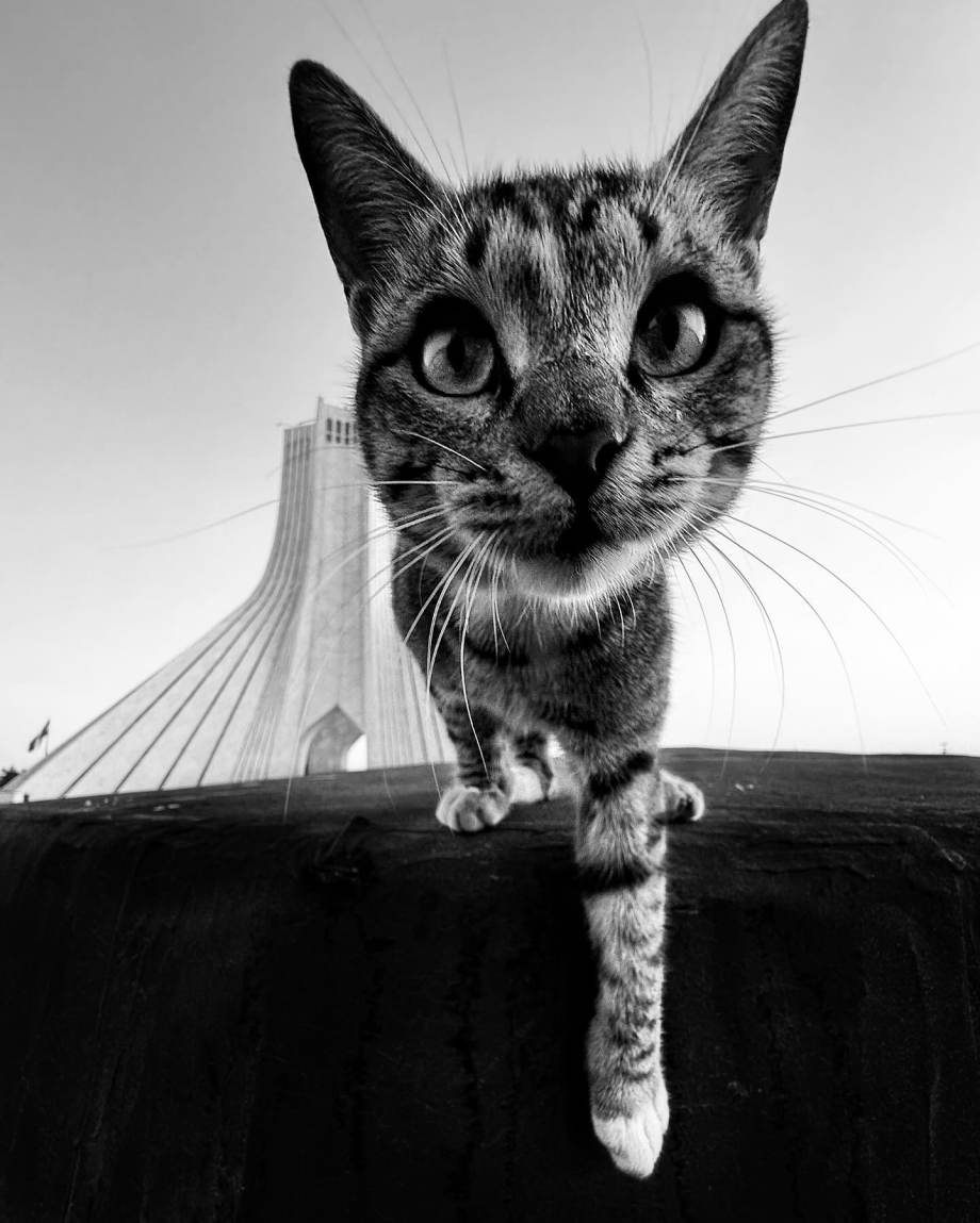 猫的观察视角
