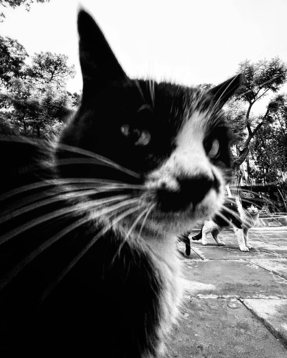 猫的观察视角