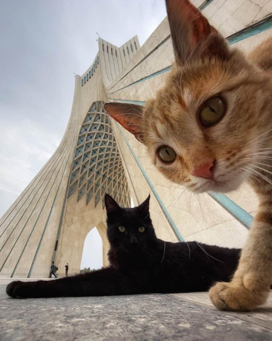 猫的观察视角