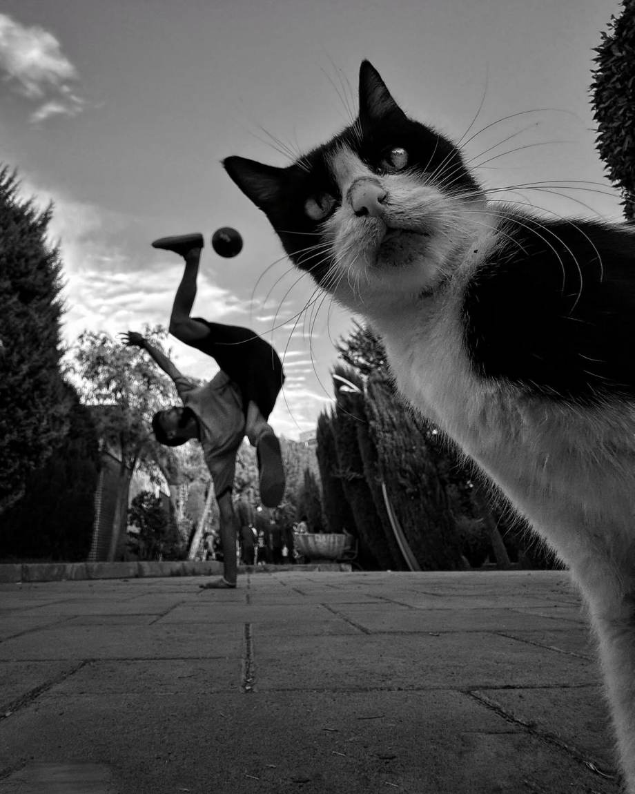 猫的观察视角