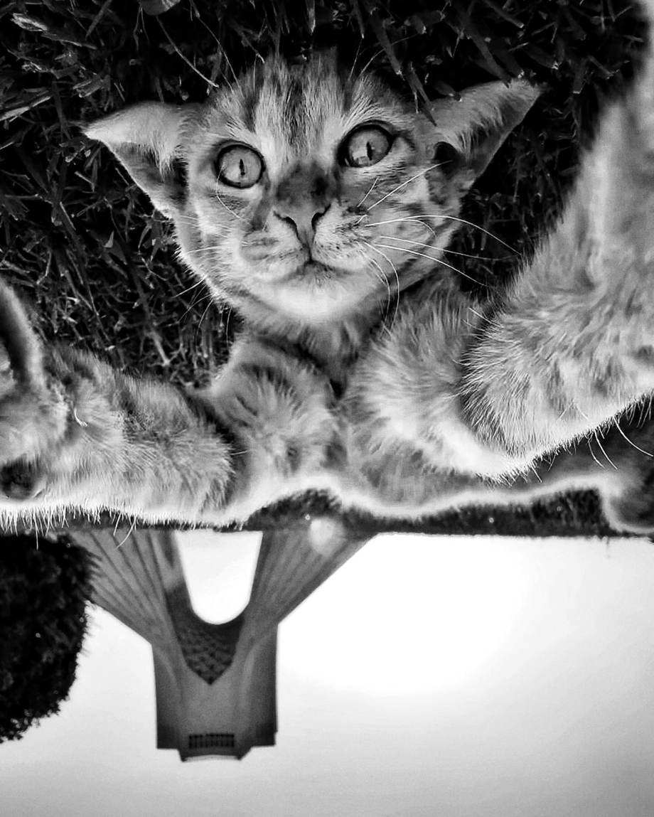猫的观察视角