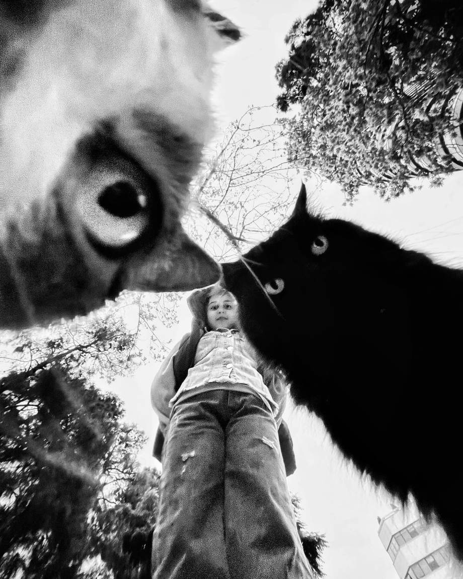 猫的观察视角