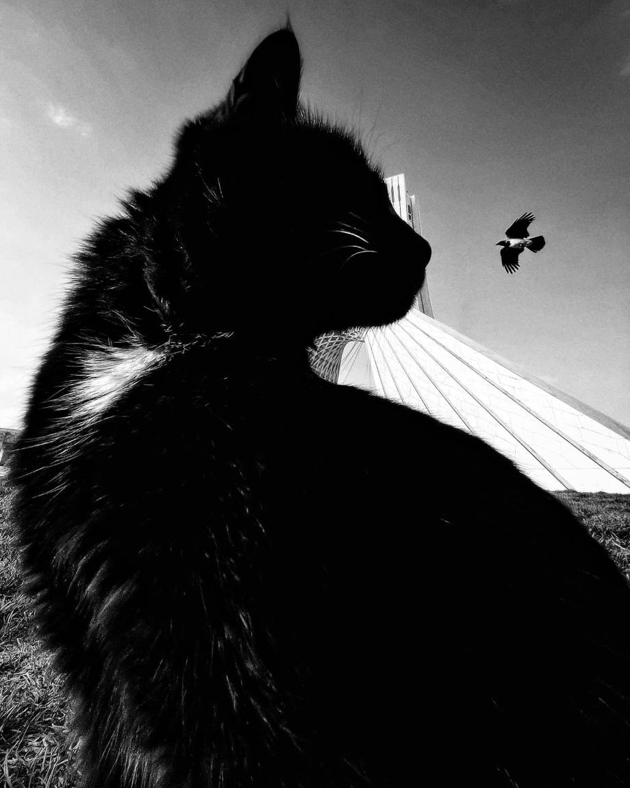 猫的观察视角