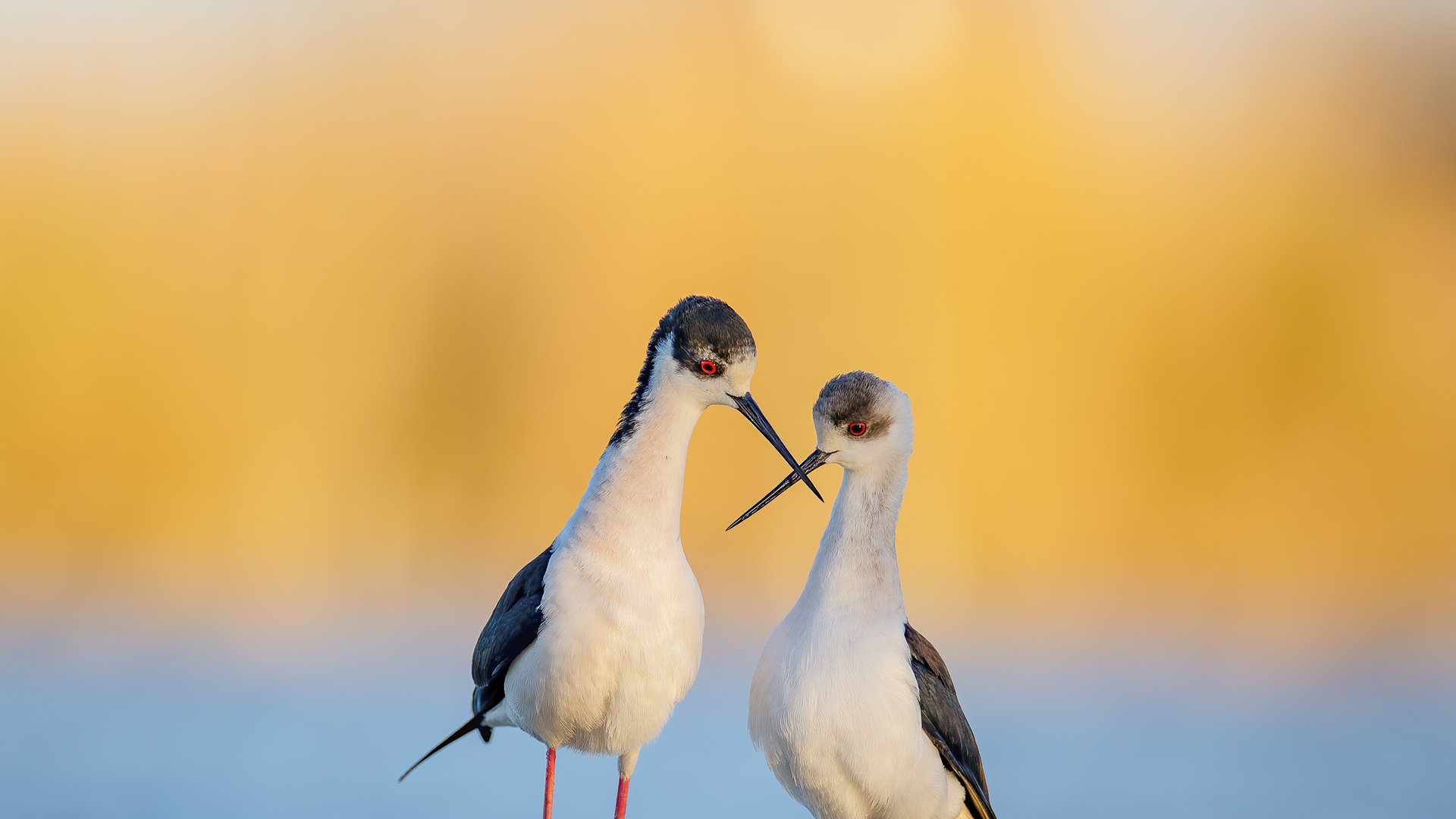 黑翅长脚鹬，法国