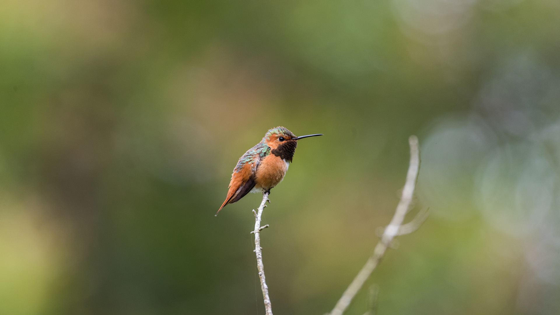 棕煌蜂鸟，旧金山金门公园，加利福尼亚州，美国