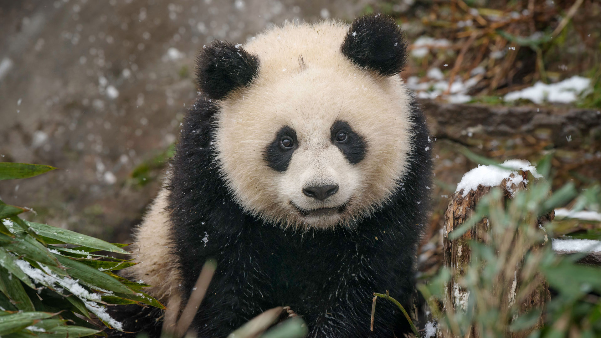 中国大熊猫幼崽在雪地里玩耍。