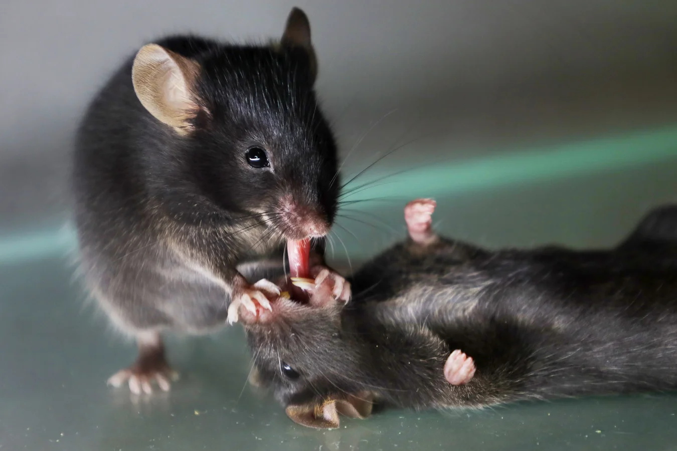 A mouse tries to pull out the tongue of an unconscious social partner, perhaps to clear its airway in an attempt to revive it. Wenjian Sun, Guangwei Zhang, et al.