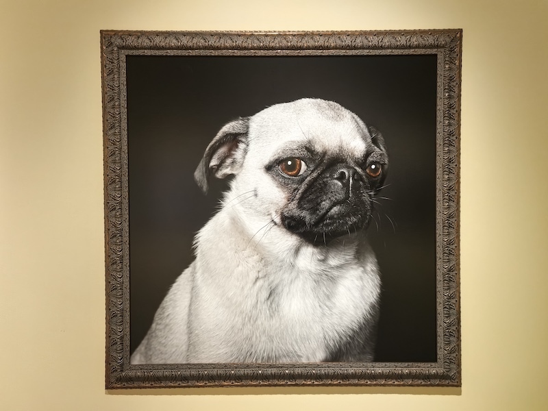 拉尔夫·哈根特拍摄的狗狗肖像