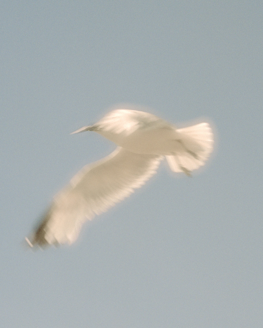 温柔的胶片影像 | 摄影师Mark Sommerfeld