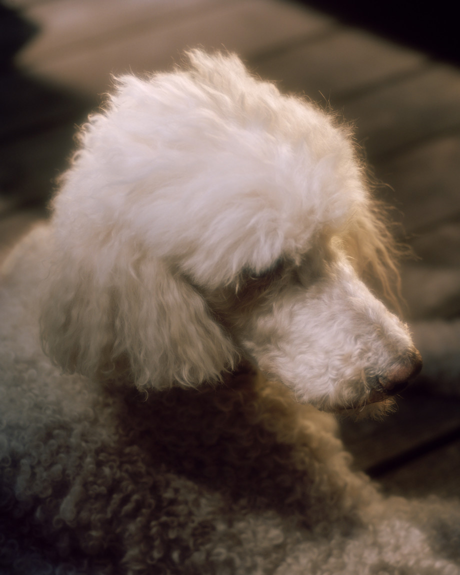 温柔的胶片影像 | 摄影师Mark Sommerfeld