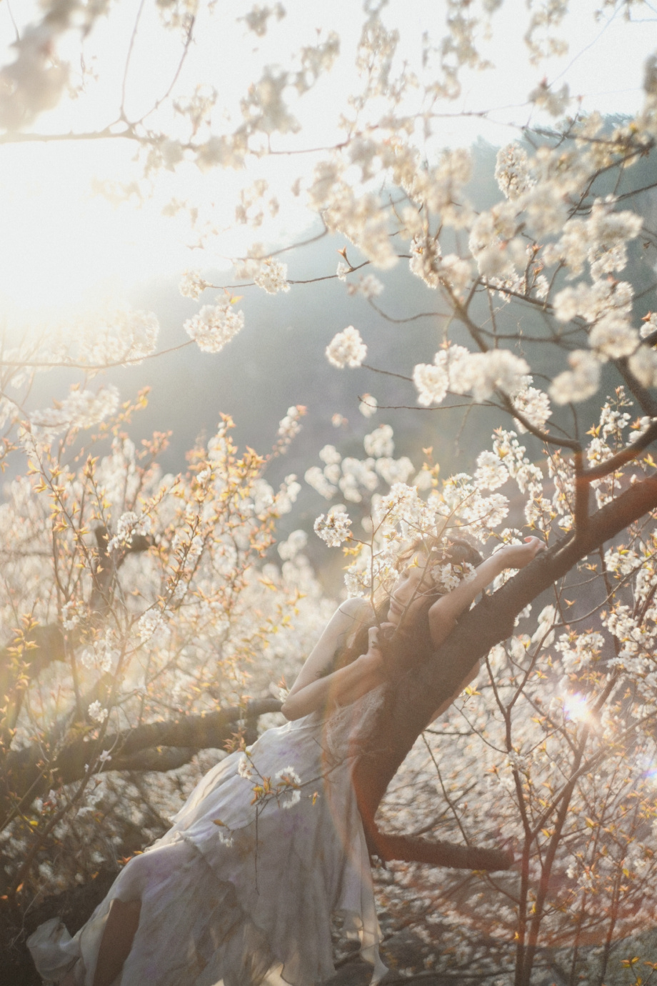 樱花在风的诗里