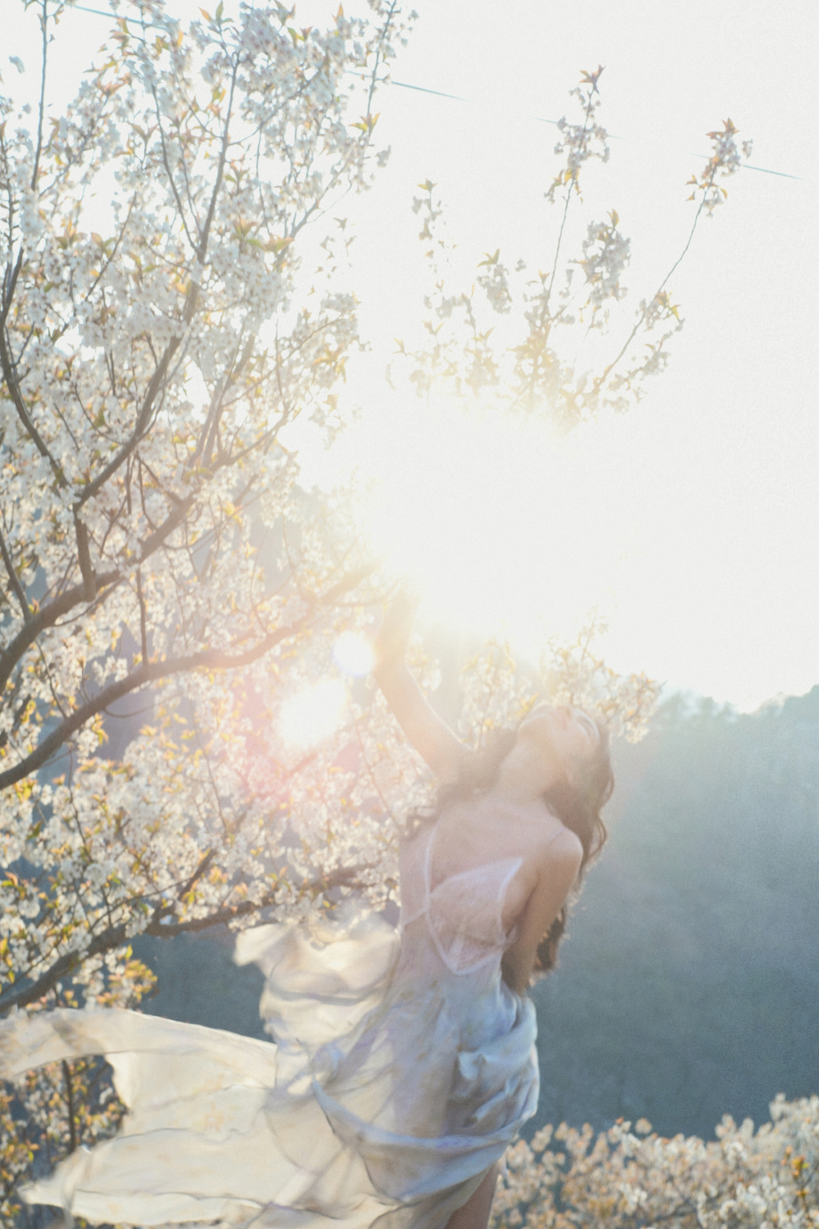 樱花在风的诗里