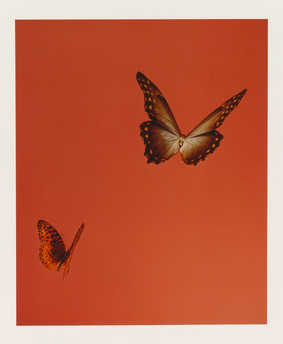 世界的親密和疏離 攝影師 Wade Schhaul 的作品，以獨特的視覺溫暖和親密感為特徵。為了創造出既個性化又永恆的影像，並對光線、色彩和紋理保持敏銳的敏感性，攝影師致力於與主體建立真實的聯繫，以便自然地發展細微的差別