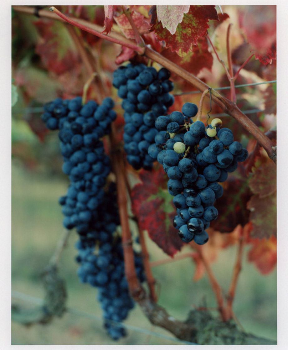 世界的親密和疏離 攝影師 Wade Schhaul 的作品，以獨特的視覺溫暖和親密感為特徵。為了創造出既個性化又永恆的影像，並對光線、色彩和紋理保持敏銳的敏感性，攝影師致力於與主體建立真實的聯繫，以便自然地發展細微的差別