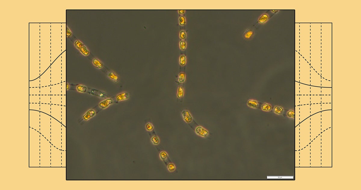 A team of researchers in Germany have revived algae cells found buried at the bottom of the Baltic Sea, where they’d lain dormant for more than 7,000 years.