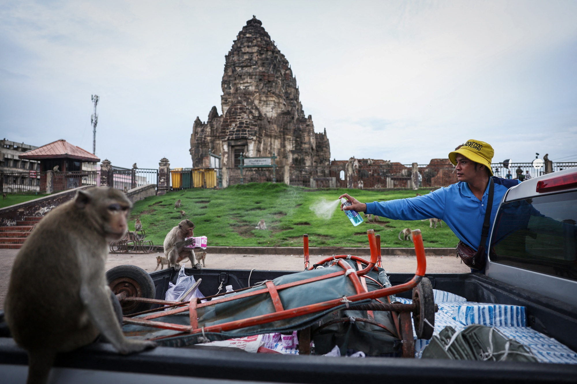 2024年5月25日，泰國華富里三峰塔（Phra Prang Sam Yot temple），男子向一隻馬來猴（又稱長尾獼猴）噴灑酒精，阻止牠偷取貨物。 （攝影／Chalinee Thirasupa／Reuters）