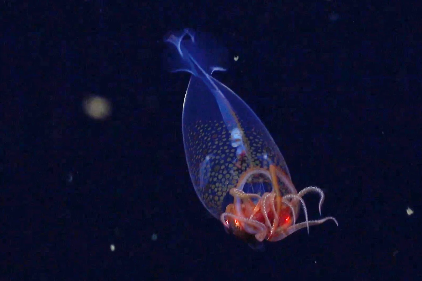 The first confirmed live observation of the colossal squid (Mesonychoteuthis hamiltoni) in its natural habitat was taken by the remotely operated vehicle SuBastian on March 9 during a flagship expedition by The Nippon Foundation-Nekton Ocean Census in the remote South Sandwich Islands in the South Atlantic Ocean. The squid is a baby that is about one foot long. ROV SuBastian/Schmidt Ocean Institute