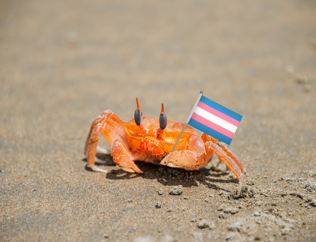 If this little guy can stand up for trans rights, so can you. (edit Valentina Di Liscia/Hyperallergic, photo via Getty Images)